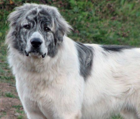 Noah the Great Pyrenees, the most gorgeous G-Pyr I've ever seen! Great Pryness, Bernese Mountain Dog Mix, Dog Litter Box, Doggy Door, Pyrenean Mountain Dog, Moms Kitchen, Great Pyrenees Dog, Dog Mixes, Great Pyrenees