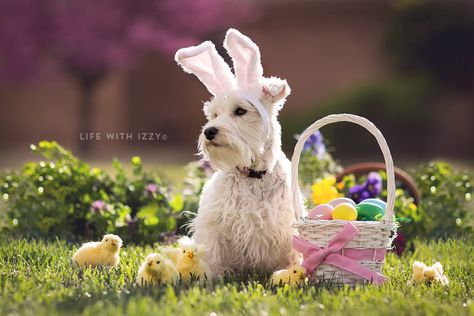 Life with Izzy the miniature schnauzer. Easter bunny dog. Easter Dog Photos, Easter Pet Photos, Spring Picture Ideas, Pets Portrait, Animal Photoshoot, Easter Photography, Easter Photoshoot, Mini Schnauzers, Dog Calendar