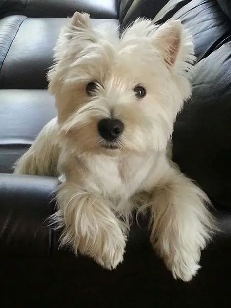 Westie Puppies, Westie Dogs, White Terrier, West Highland White Terrier, West Highland Terrier, White Dog, White Dogs, Terrier Dogs, Baby Dogs