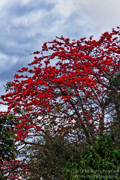 Red Cotton Silk Flower (Bombax ceiba) Pokemon Scrapbook, Bombax Ceiba, Cotton Tree, Unusual Flowers, Ornamental Trees, Tree Photography, Beautiful Dream, Beautiful Gif, Silk Flower