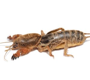 UGLIEST Bugs I have EVER SEEN.....in Florida!!!  And they are BIG. European Mole, Mole Cricket, Cnidaria, Garden Insects, Insect Pest, Earthworms, Beneficial Insects, Endangered Animals, Animal Facts