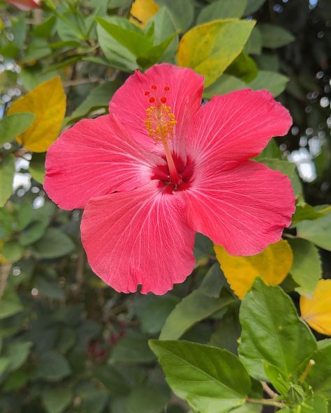 The Dominican Republic is adorned with the most stunning and vibrant flowers I have ever seen! 💐 Dominican Republic National Flower, Dominican Flowers, Dominican Republic Aesthetic, Dominican Art, Bookish Tattoos, Life Vision, Vibrant Flowers, The Dominican Republic, Vibrant Flower