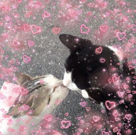 dos gatitos dandose un besito Gato Angel, Heart Cats, Mood Memes, Blank Memes, Heart Meme, Cat Couple, Cat Heart, Amazing Girlfriend, Love Kiss