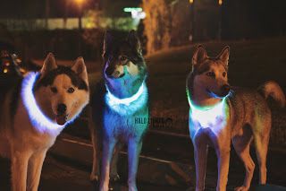 The Original LED Dog Collar. 100% Waterproof, High Quality, Extremely bright, USB Rechargeable, Limited Warranty. Halo Lights, Led Dog Collar, Up Dog, Dog Things, Aggressive Dog, Dog Safety, Pet Ideas, Dog Leads, Pet Safety