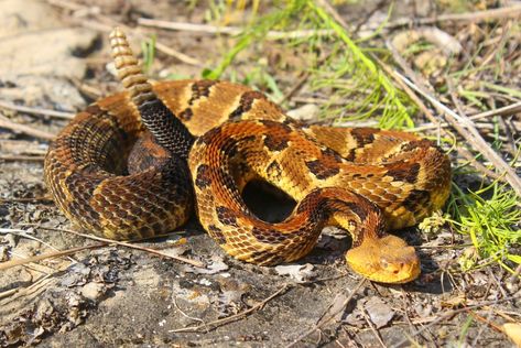 Timber rattlesnake (Crotalus horridus ... Timber Rattlesnake, Venomous Animals, Wisconsin, Mlb, Animals