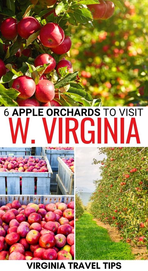 Are you looking for the best apple orchards in West Virginia? These farms are the best places to go apple picking in WV - click to see the info (and tips)! | Apples in West Virginia | Things to do in West VA in fall | West Virginia in fall | Fall in West Virginia | Apple orchards in WV | WV apple orchards | Apple picking in WV Apple Picking Season, Winchester Virginia, Virginia Fall, Apple Festival, Virginia Vacation, Blueberry Picking, Apple Orchards, Apple Farm, Virginia Travel