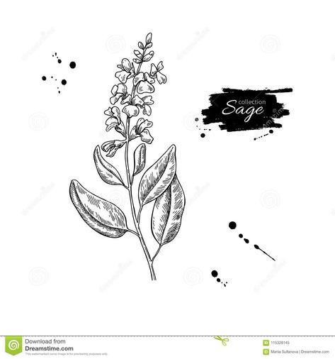 Sage Bush Tattoo, Sage Flower Drawing, Sage Bundle Drawing, Sage Plant Drawing, Sage Plant Tattoo, Sage Flower Tattoo, Sage Brush Tattoo, Sage Tattoo Flower, Timeline Tattoo