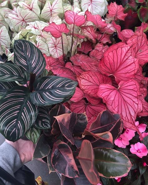 Calathea Ornata, Tanaman Indoor, Plant Goals, Pink Plant, Plant Aesthetic, House Plants Decor, House Plants Indoor, Pretty Plants, Foliage Plants