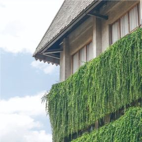 The Story Behind Our Curtain Creeper | Greenhost Boutique Hotel Balcony Creeper Plants, Curtain Creeper Plant Ideas, Curtain Creeper Plant, Wall Creeper Plants, Graden Idea, Curtain Creeper, Creeper Plants, Botanical Reference, Green Wall Plants