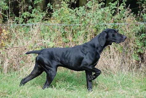 German Shorthaired Pointer Black, German Shorthaired Pointer Training, German Pointer, Gsp Puppies, Athletic Dogs, German Shorthaired Pointer Dog, Pointer Puppies, Dog Magazine, German Shorthair