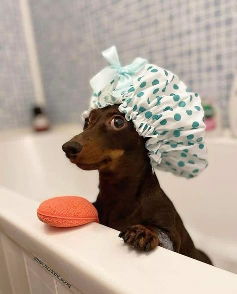 Winnie Dogs, Silly Animal Pictures, Cute Dogs Images, Very Cute Puppies, Cute Animals Puppies, Funny Dachshund, Cute Dog Photos, Very Cute Dogs, Funny Animal Photos