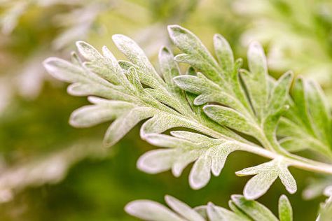 Wormwood: Magical Properties, Benefits & Uses | Terravara Wormwood Magical Properties, Wormwood Benefits, Artemisia Absinthium, Northern Africa, Peach Pit, Spell Books, Magical Herbs, Herbal Magic, Herbs For Health