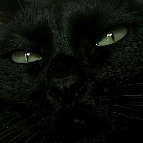 Dark Chaotic Academia, Dark Green Moodboard, Green Moodboard, Poetry Music, Chaotic Academia, Black Aesthetic, Green Eyes, Black Cat, We Heart It