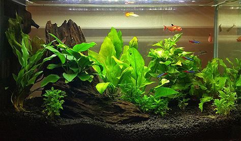 Planted Betta Tank, Salt Water Aquarium, Fish Tank Themes, Amazing Aquariums, Goldfish Tank, Fish Tank Terrarium, Cool Fish Tanks, Fish Tank Design, Aquascape Design