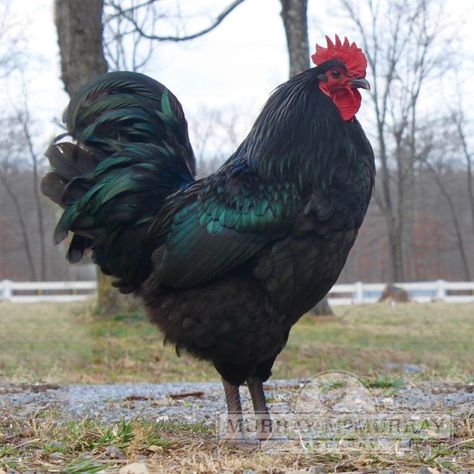 Black Giant Chicken, Breeds Of Chickens, Black Australorp, Jersey Giant, Giant Chicken, Chicken Coop Garden, Poultry Equipment, Day Old Chicks, Fancy Chickens