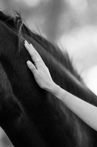 A Horse, Washington State, Ponies, Iceland, Washington, Portfolio, Horses, Black And White, Human