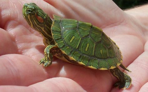 baby red ear slider turtle Turtles For Sale, Red Eared Slider Turtle, Turtle Facts, Slider Turtle, Red Eared Slider, Galapagos Tortoise, Mini Turtles, Aquatic Turtles, Pet Turtle