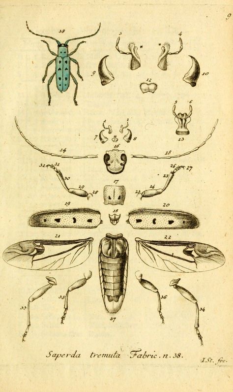 Entomology Illustration, Scientific Drawing, Science Illustration, Insect Art, Scientific Illustration, Bugs And Insects, Science Art, Vintage Artwork, Illustrations And Posters