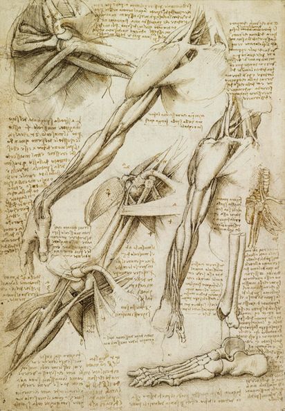 We can learn a great deal from analyzing Leonardo da Vinci drawings. Here are five lessons from this Renaissance master. Leonardo Da Vinci Dibujos, Human Anatomy Art, Anatomy Sketches, Anatomy For Artists, Anatomy Study, Wallpaper Laptop, Sketchbook Pages, Anatomy Drawing, Scientific Illustration