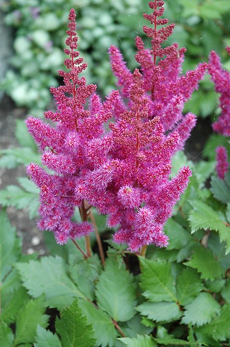 Visions Astilbe (Astilbe chinensis 'Visions') at Tagawa Gardens Astilbe Chinensis, False Spirea, Yard Flowers, Garden Border Edging, Alpine Garden, Country Gardens, Farm Nursery, Herbaceous Perennials, Attract Butterflies