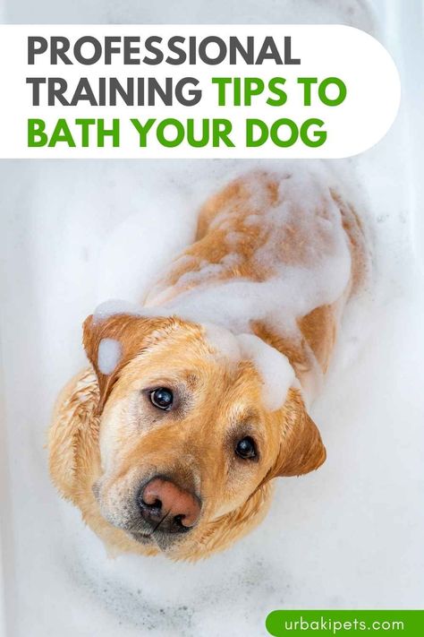 Are you ready to tackle bath time like a pro? Look no further than McCann Dog Training's simple yet effective dog bathing hacks. Whether your pup is a water enthusiast or bath time is their worst nightmare, these tips will help you breeze through the process with ease. Understanding Your Dog's Bathing Preferences Every dog is unique, and their feelings towards bath time can vary greatly. Some dogs eagerly dive into the water, while others protest at the mere mention of a bath. Dog Bathing Tips, Dog Bathing, Elderly Dogs, Special Friends, Animal Training, Dog Bath, Dog Hacks, Pet Rabbit, Dog Boarding