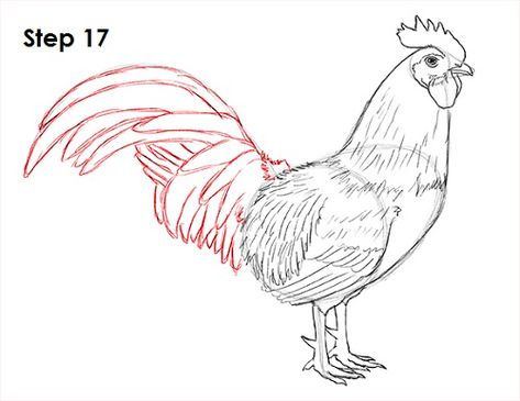 Rooster Drawing, Animal Tutorial, Super Coloring Pages, Drawing Instructions, Botanical Line Drawing, Rock Painting Tutorial, Observational Drawing, Animal Drawings Sketches, Chicken Art