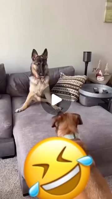 DanenPet on Instagram: "Funny talking doggo compilation you all love 😀😀🐶❤️❤️ perfect as always @therxckstxr" Talking Dogs Funny Video, Funny Animal Videos Dogs, Funny Talking Animal Videos, Funny Puppies Video, Funny Pets Videos, Pet Videos Funny, Funny Animals Talking, Talking Dog Video, Happy Dogs Funny