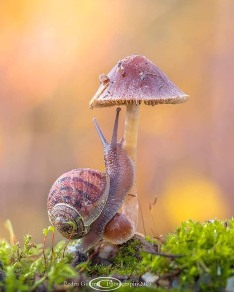 Macro Fotografie, Micro Photography, Snail Art, Mushroom Paint, Tree Stump, Woodland Creatures, Love Painting, Cute Little Animals, Macro Photography