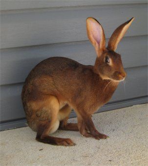 Belgian Hare Rabbit, Belgian Rabbit, Hare Fursona, Hare Photos, European Rabbit, Wild Rabbits, Rabbits For Sale, Pet Rabbit Care, Hare Rabbit