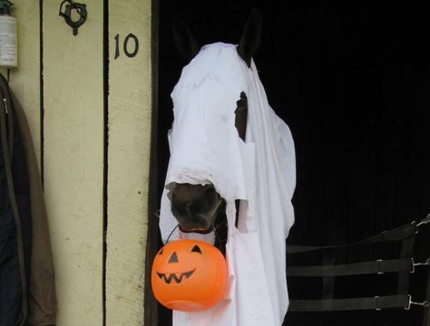 Ghost horse trick-or-treating Horse Halloween Ideas, Horse Fancy Dress, Costume Awards, Halloween Costume Awards, Horse Halloween Costumes, Halloween Fotos, Helloween Wallpaper, Riding Clothes, Horse Costumes