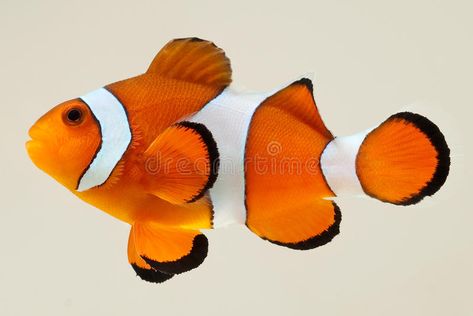 Clownfish Photographed on White Backgroun. Side view of a clown anemone fish iso , #AD, #Backgroun, #Side, #view, #Clownfish, #Photographed #ad Barber Tattoo Ideas, Disney Art Style, Beautiful Tropical Fish, Barber Tattoo, Rare Fish, Pretty Fish, Fish Artwork, Reference Photos For Artists, Sea Life Art