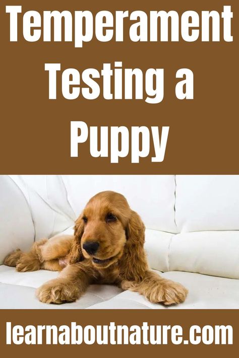 Temperament Testing a Puppy Nature Website, Labrador Puppy Training, Dog World, Land Animals, Therapy Dog, Domestic Animals, About Nature, Labrador Puppy, Therapy Dogs