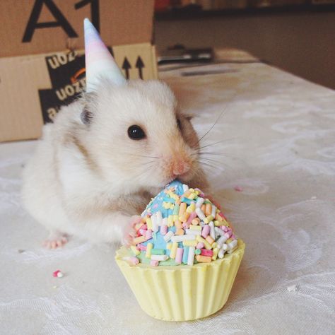 Birthday hamster! Hamster Birthday Party, Hamster Birthday, Hamster Life, Birthday Messages, Hamsters, 4th Birthday, Cute Animals, Wallpapers, Birthday