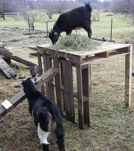 just pallets some 2x4s and nails.  No help from the goats. Goat Playground, Goat Toys, Keeping Goats, Goat Shelter, Goat Pen, Goat House, Goat Care, Goat Barn, Raising Goats