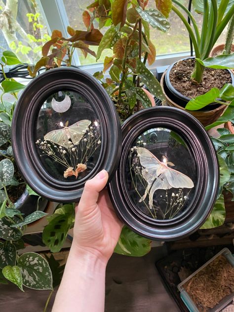 Two male luna moth specimen mounted in thrifted frames Earthy Goth Aesthetic Home, Oddities Wall Decor, Classically Eccentric, Mystical Home Decor, Framed Taxidermy, Moth Decor, Moth Bedroom, Moth Room Decor, Bone Decor