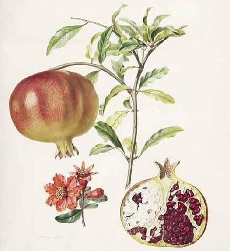 Pierre Jean Francois Torbin (1775-1840) grenadier a fruits doux (pomegranate) Fauna Illustration, Tile Kitchen, Illustration Botanique, Fruit Illustration, Decorative Kitchen, Vintage Botanical Prints, Scientific Illustration, Art Et Illustration, Botanical Drawings