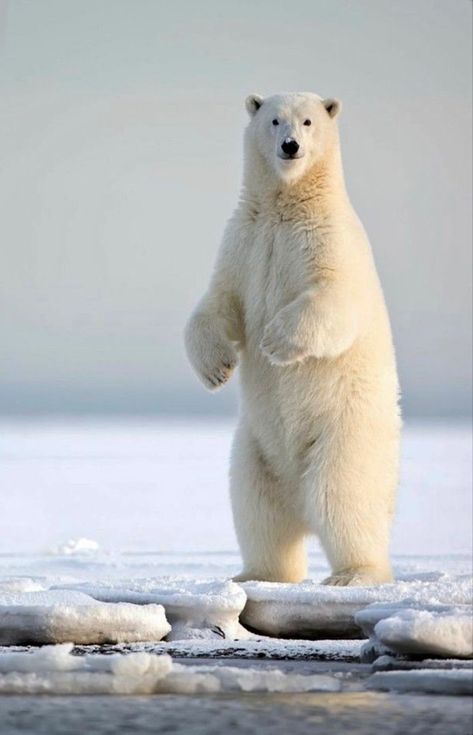 A hypercarnivorous bear with a native range primarily within the Arctic Circle. The largest living bear species and also the largest land carnivore. Reference Animals, Paper Phone, Tatjana Patitz, Stephanie Seymour, Cute Polar Bear, Bear Pictures, Christy Turlington, White Bear, Polar Bears