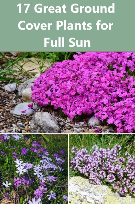 Perennial Ground Cover Flowers, Best Ground Cover Plants Sun, Short Full Sun Perennials, Ground Cover Plants Shade Under Tree, Ground Cover Flowers Full Sun, White Ground Cover Perennials, Ground Cover Garden Ideas, Perennial Ground Cover Sun, Ground Cover Plants For Sun Perennials