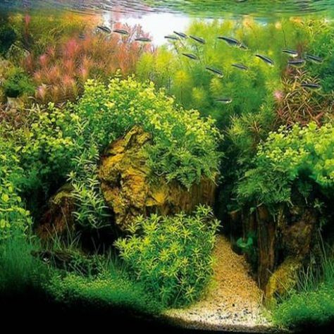 Aquarium Plant Habitats Archives | Arizona Aquatic Gardens 20 Gallon Long Aquascape, 125 Gallon Aquarium, Aqua Garden, Asian Plants, Aquarium Soil, Java Fern Aquascape, Anubias Plant Aquarium, Custom Aquarium, Aquascape Seiryu Stone