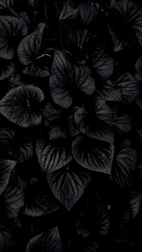 Cool Wallpapers Black And White, Pure Black Wallpaper, Black Flowers Wallpaper, Black Floral Wallpaper, Cool Black Wallpaper, Wallpaper Gelap, Wallpapers Ipad, Wallpaper Hitam, Nature Iphone Wallpaper