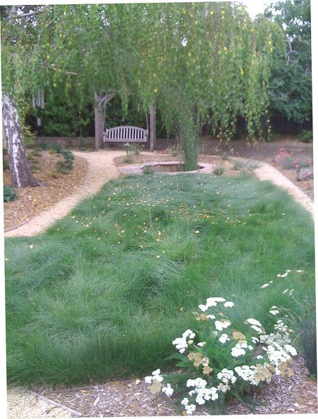 no mow grass Year Round Flowers, No Mow Grass, Lawn Alternatives, The Ranch, Garden Paths, Dream Garden, Garden And Yard, Garden Inspiration, Save Time