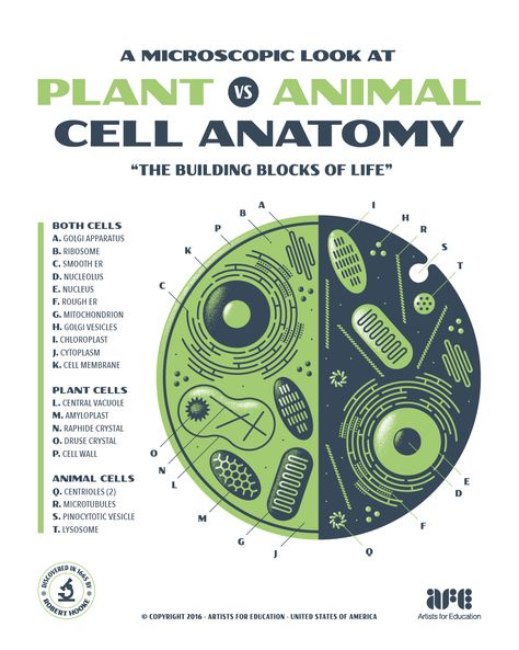 Animal Cell Anatomy, Cell Poster, Cell Anatomy, Biology Plants, Biology Poster, Animal Cells, Plant And Animal Cells, Study Biology, Biology Facts