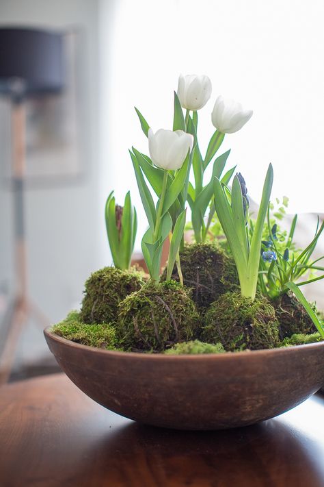 Spring bulbs Kokedama arrangement Japanese Kokedama, Tulpen Arrangements, Japanese Moss Balls, Lucky Bamboo, Moss Garden, Moss Balls, Spring Bulbs, Deco Floral, Indoor Gardening