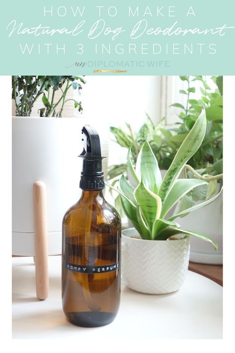 Dog Perfume Diy Essential Oils, Homemade Dog Cologne, Homemade Dog Perfume, Dog Cologne Diy, Dog Perfume Diy, Diy Dog Cologne, Diy Dog Perfume Sprays, Dog Deodorizer Spray, Dog Deodorant