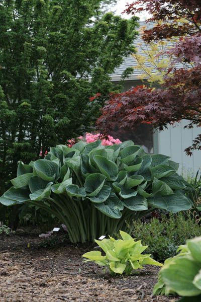 Hosta 'Gentle Giant' at Sebright Gardens Giant Plants, Giant Hosta, Blue Hosta, Hosta Varieties, Shade Garden Plants, Hosta Gardens, Hosta Plants, Greenhouse Plants, Asian Garden