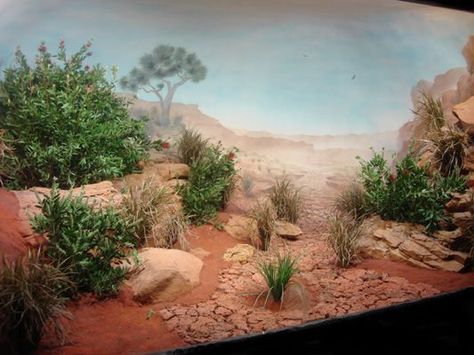 Desert Reptile Enclosure, Desert Terrarium Reptile, Desert Enclosure, Desert Aquarium, Desert Terrarium, Desert Lizards, Terrarium Scene, Tank Terrarium, Snail Tank