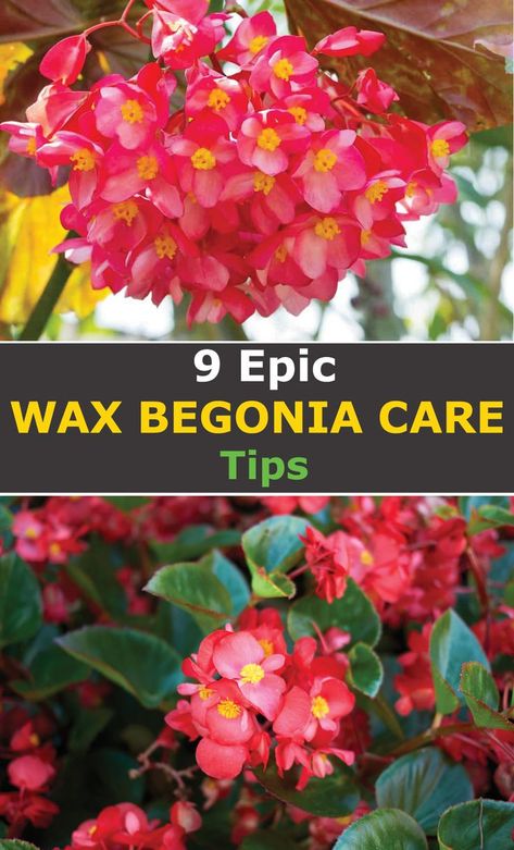 Wax Begonias In Pots, Begonias In Pots, Wax Begonias, Begonia Care, Compost Mulch, Tuberous Begonia, Easter Flower Arrangements, Easter Flower, Fairy Homes