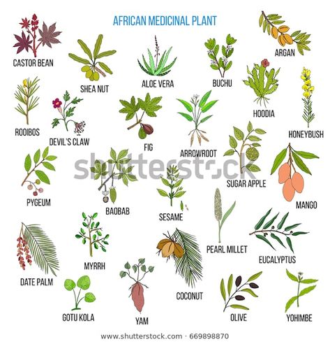 Botanical Names, Plants Vector, Mom Drawing, Plant Names, African Plants, Plant Vector, Plant Drawing, Handmade Sticker, Wild Plants