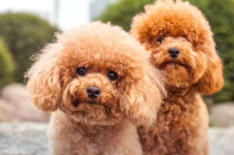 10 Low-Maintenance Dogs for Busy People Miniature Dog Breeds, Jen Jones, Hypoallergenic Dog Breed, Hair Of The Dog, Smartest Dog Breeds, Mini Poodles, Hypoallergenic Dogs, Popular Dog Breeds, Most Popular Dog Breeds