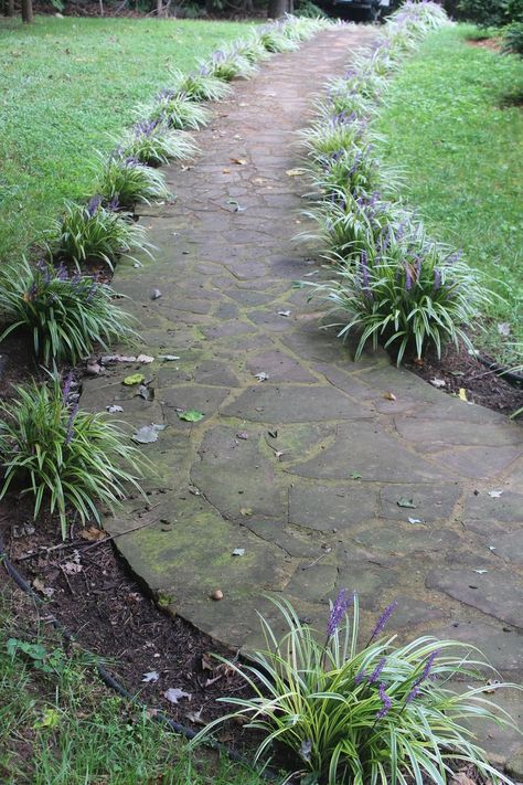 Monkey grass border Sidewalk Landscaping, Grass Border, Repel Mosquitos, Monkey Grass, Backyard Ideas For Small Yards, Backyard Ideas On A Budget, Rock Landscaping, Grasses Landscaping, Landscape Edging